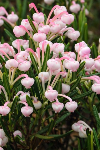 Андромеда багатолиста Компакта|Andromeda polifolia Compacta|Андромеда многолистная Компакта